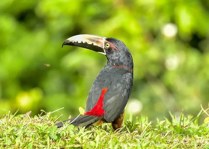 Arenal Tranquilas, Free-standing Equipped